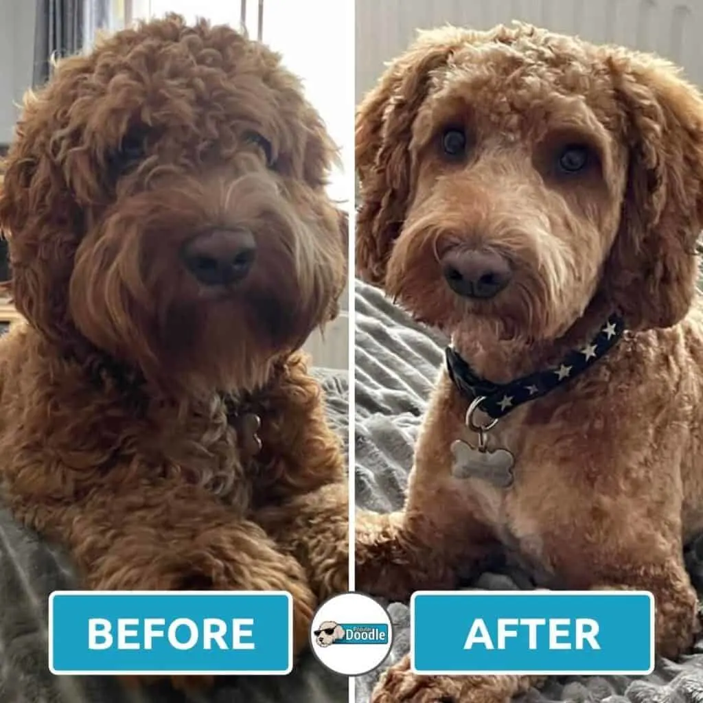 Brown Cockapoo with a short body and trimmed face.