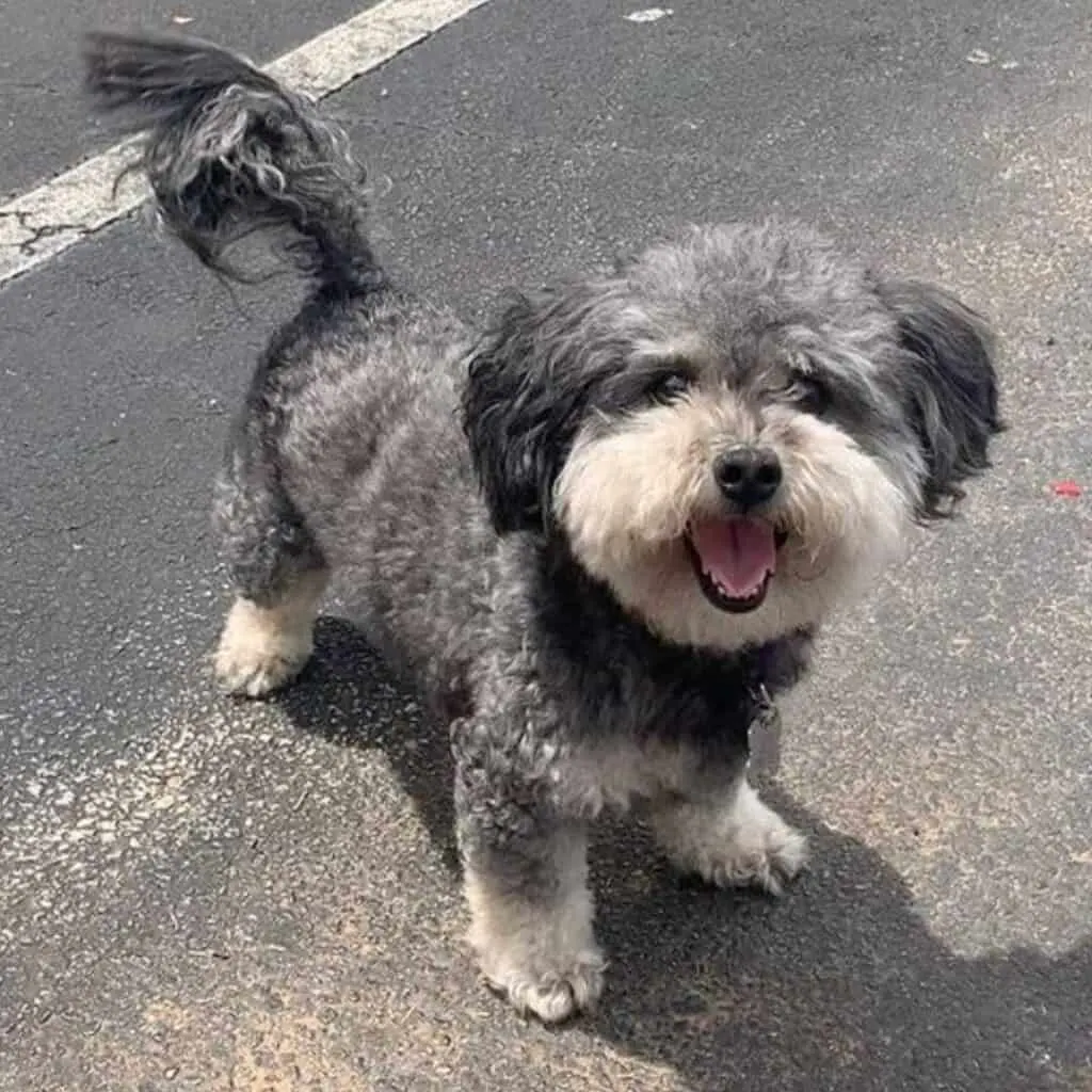 silvery (or gray) yorkiepoo