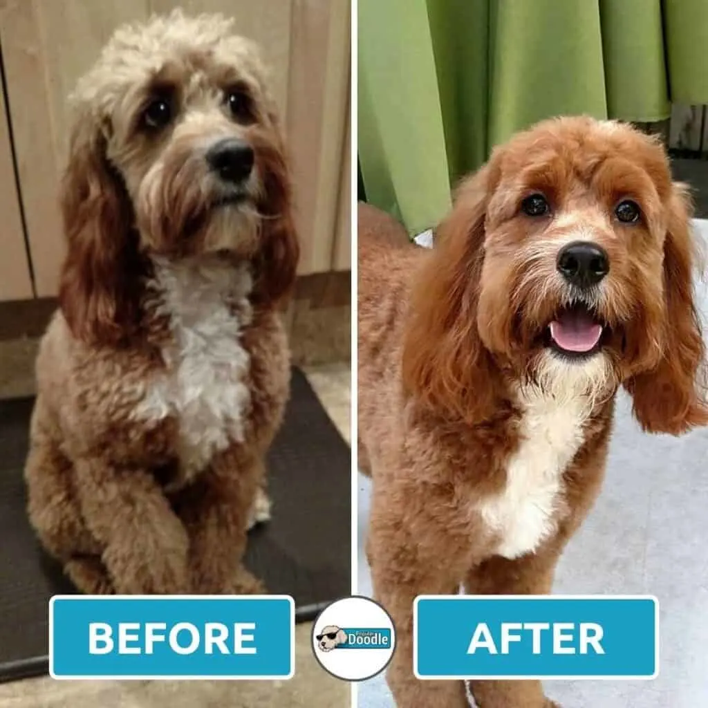 Short Cockapoo Haircut Styles Before And After Photos