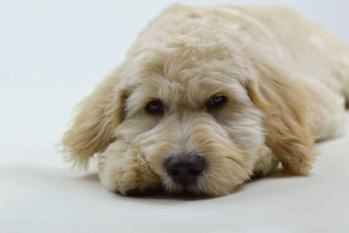 Why is My Goldendoodle Throwing Up? (Veterinarian Advice!)