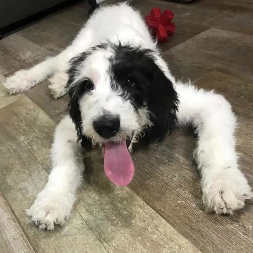 adorable dog lying down on the floor