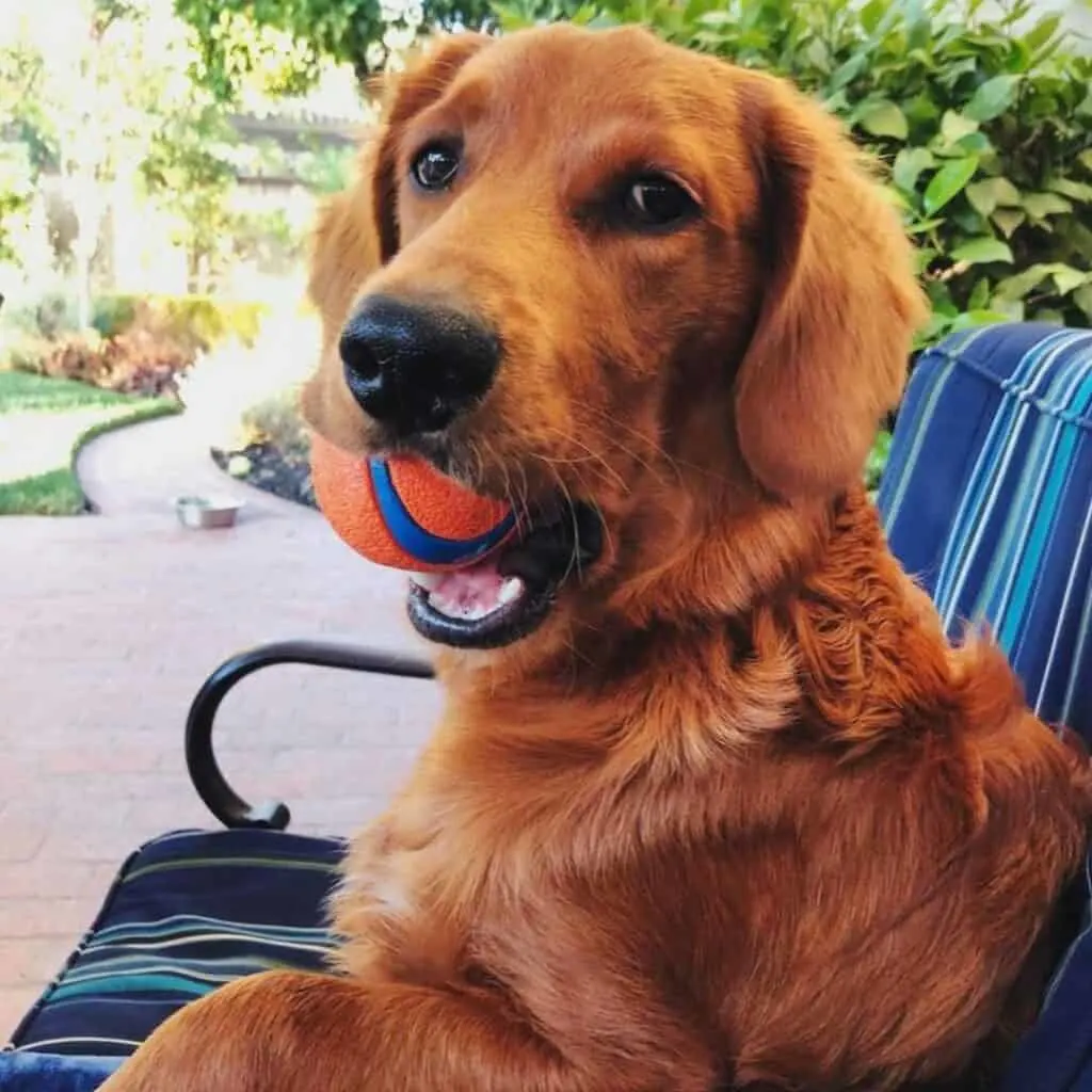 Photo of a straight haired goldendoodle with a ball in his mouth.