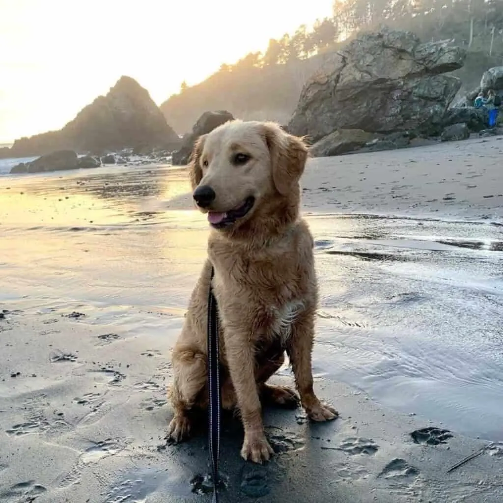 Photo of a Goldendoodle with straight fur at the beach.