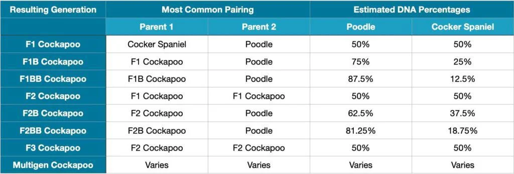 cockapoo generations chart