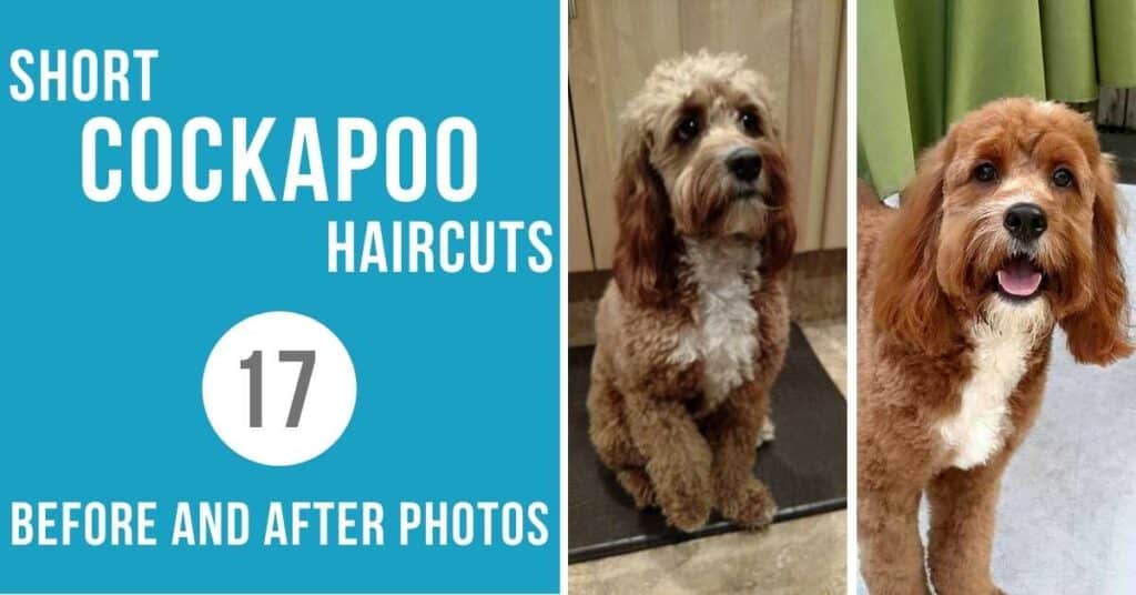 Short Cockapoo Haircut Styles: 17 Before and After Photos!