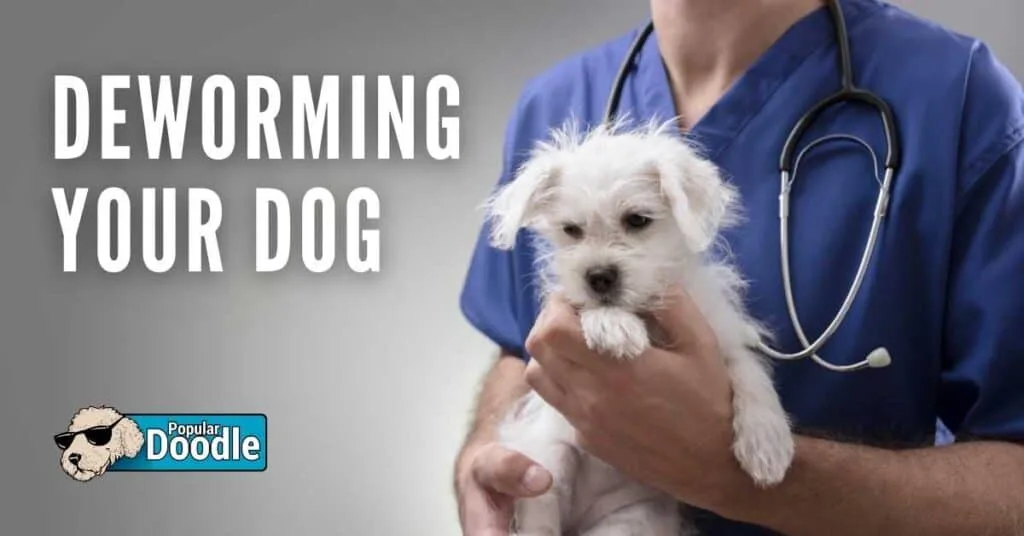 Veterinarian Answers: How Long Does it Take for Worms to Leave a Dog?