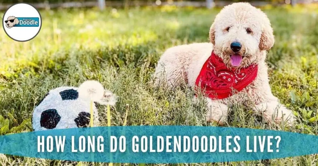 goldendoodle-lifespan