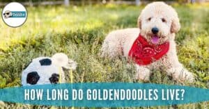 Goldendoodle Lifespan: How Long Do Goldendoodles Live?