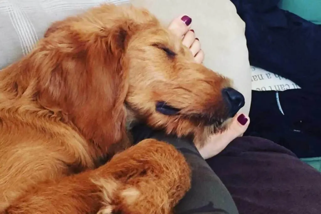 sleeping goldendoodle