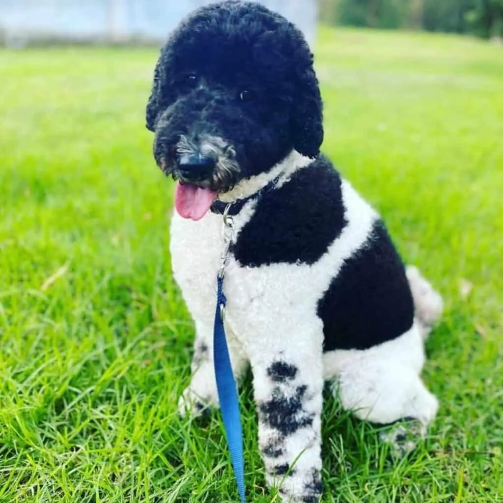 Labradoodle sitting in grass