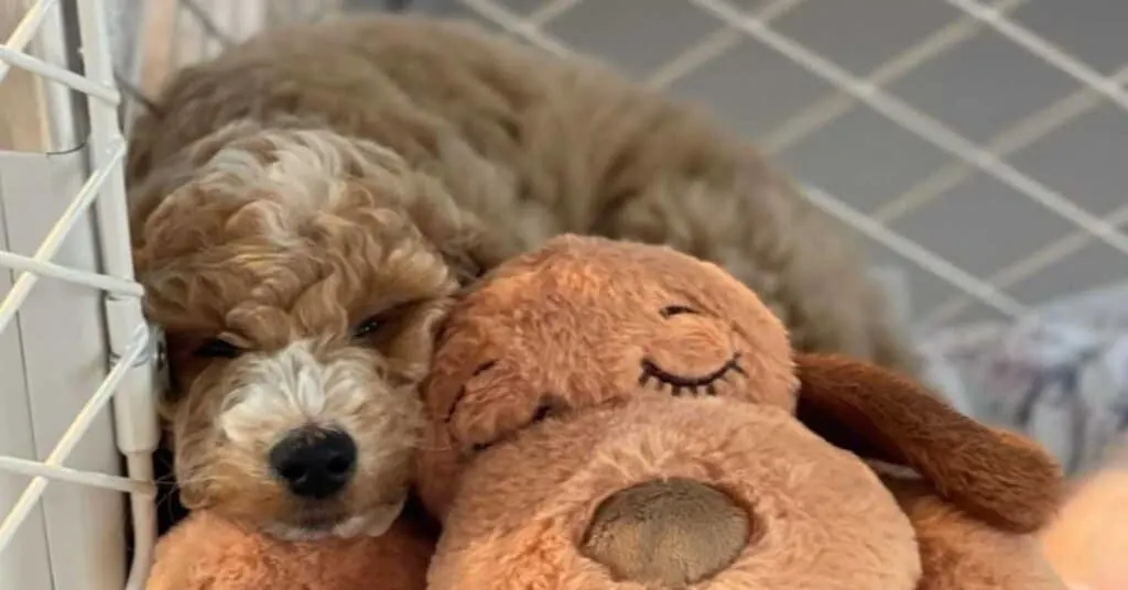 Goldendoodle Sleeping FAQs: How Much Do Goldendoodles Sleep?
