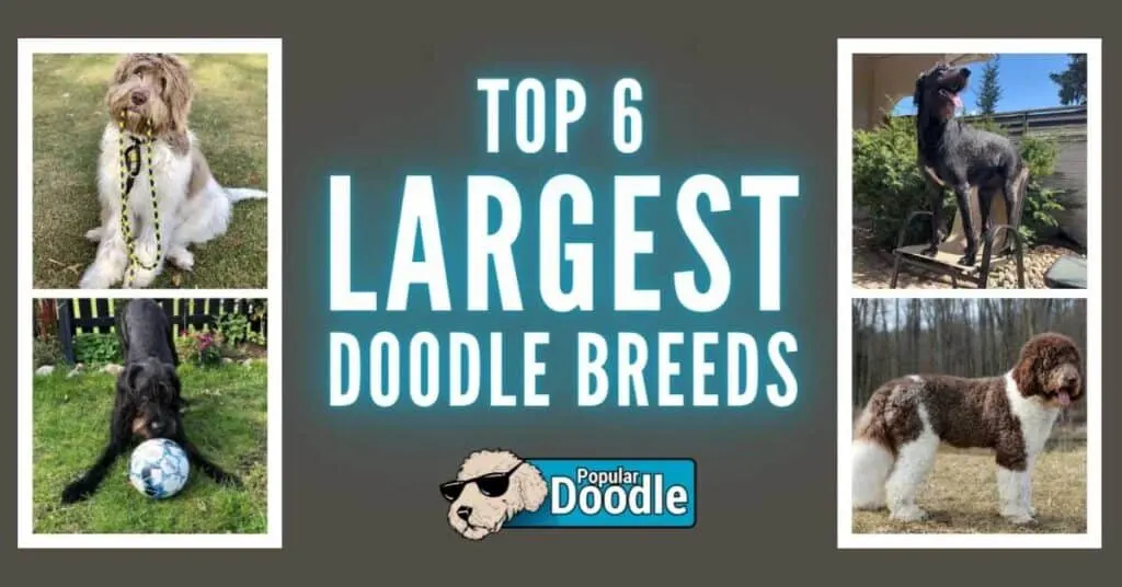 largest doodle breeds