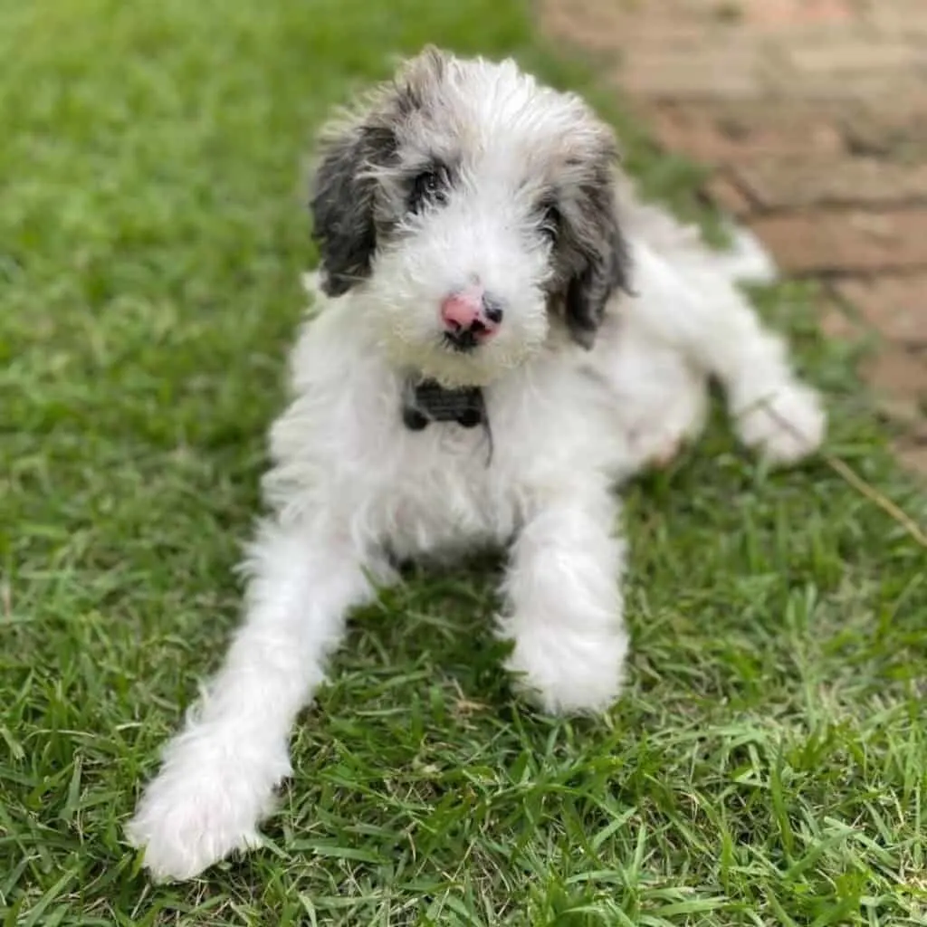 Labradoodle that has a blue merle parti coat