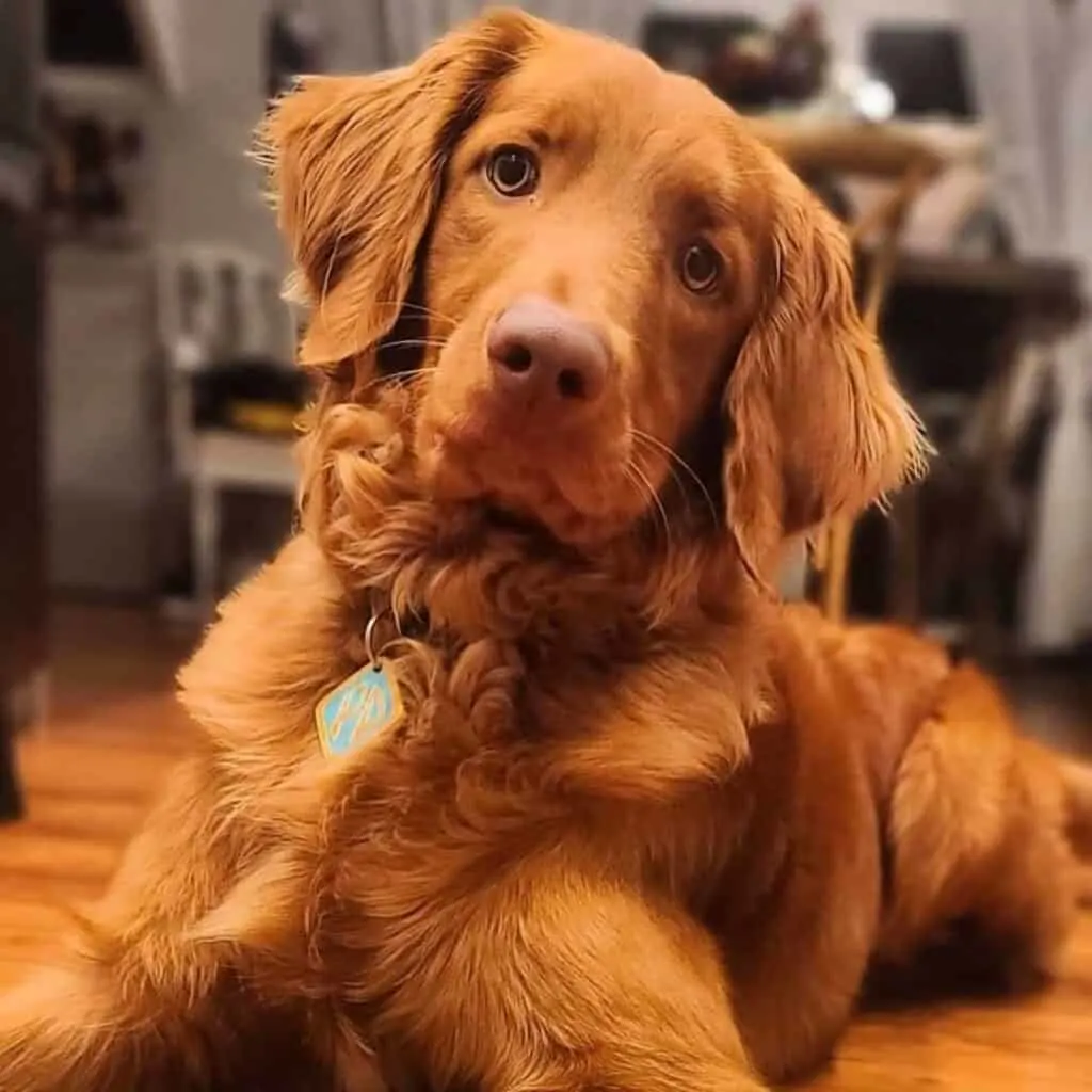 Goldendoodle tilting his head.