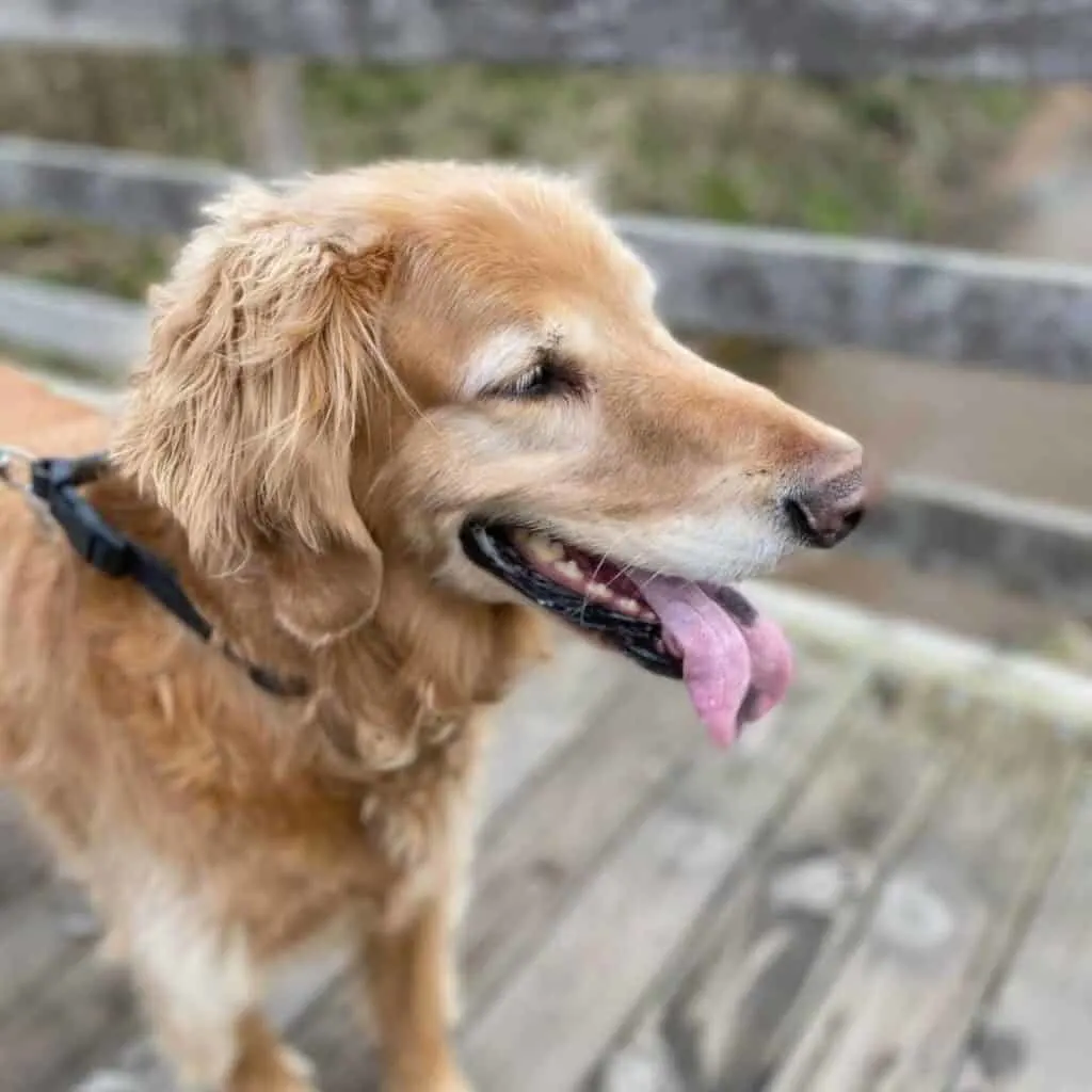 Happy Goldendoodle with tongue hanging out.