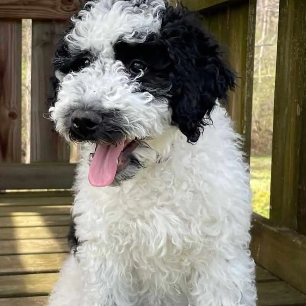 black and white labradoodle puppy