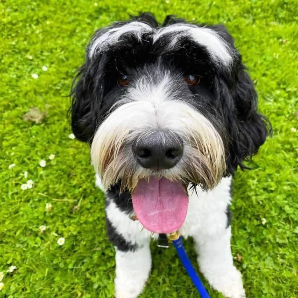 black and white doodle sitting