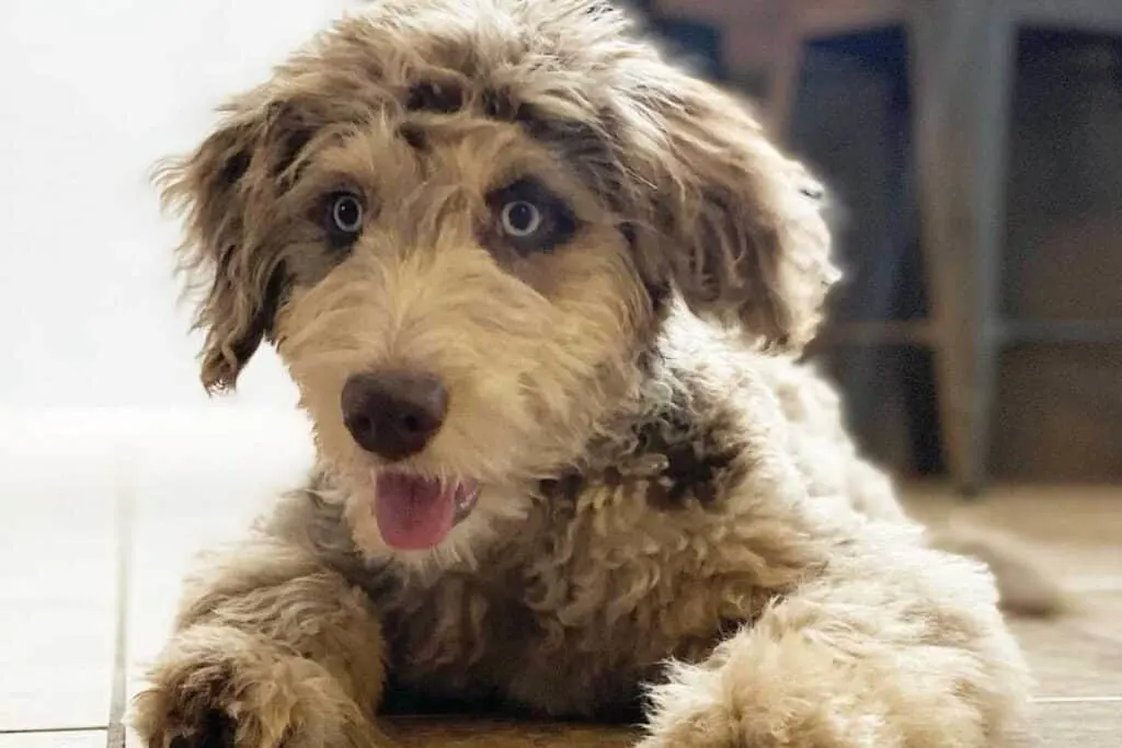 Aussiedoodle Rescue Directory 10 BEST Adoption Organizations