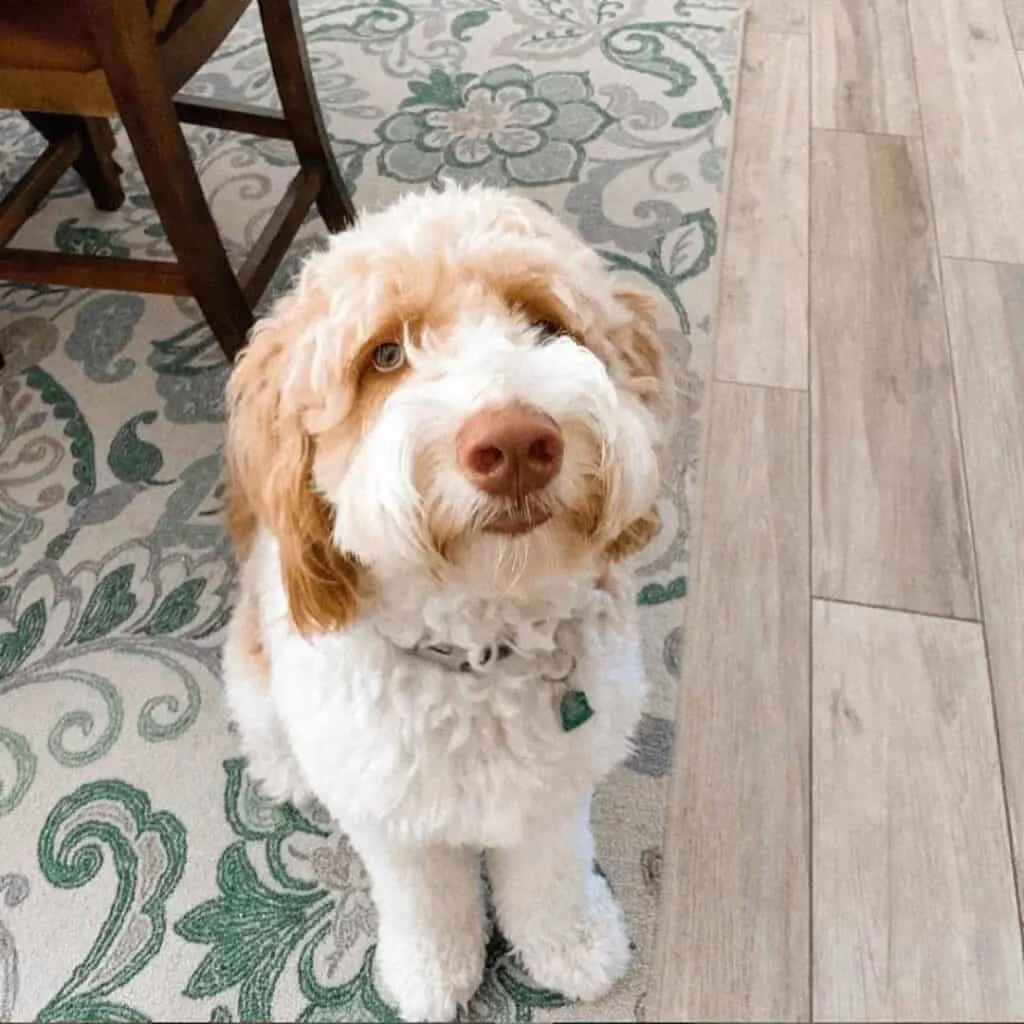 cream and white parti labradoodle