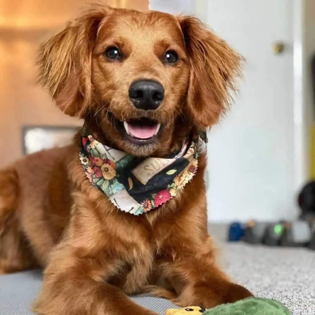 Cute flat coated Goldendoodle in a bandana.