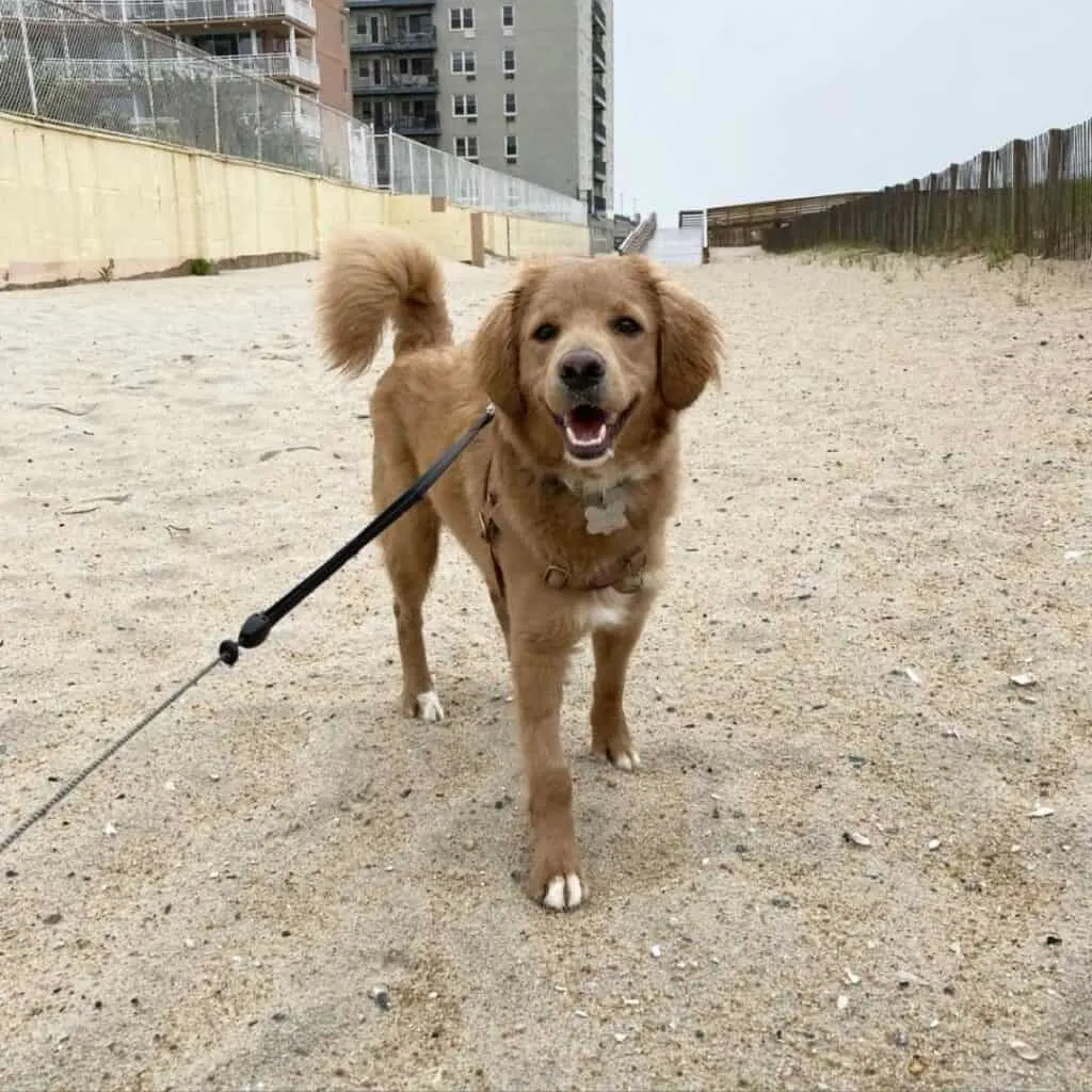 Goldendoodle walking on the sand.