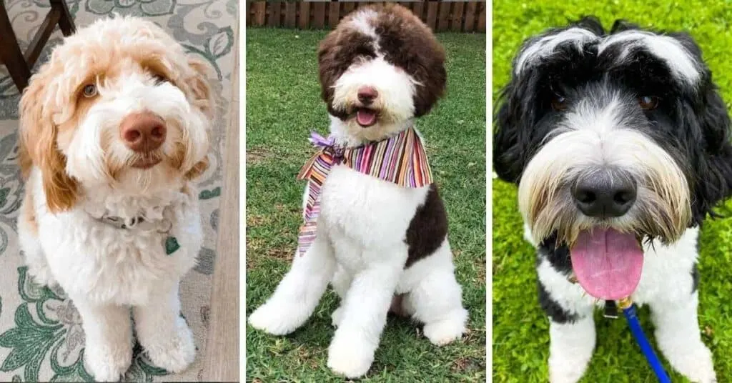 red and white labradoodle