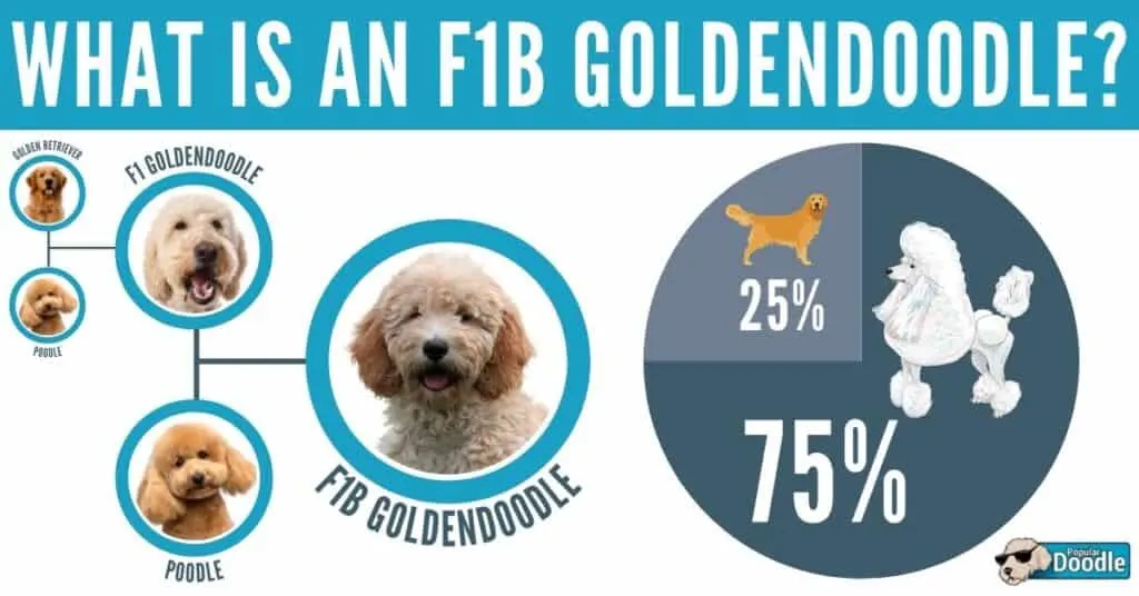 which is better f1 or f1b goldendoodle