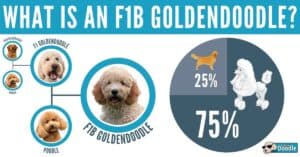 Goldendoodle Lifespan: How Long Do Goldendoodles Live?