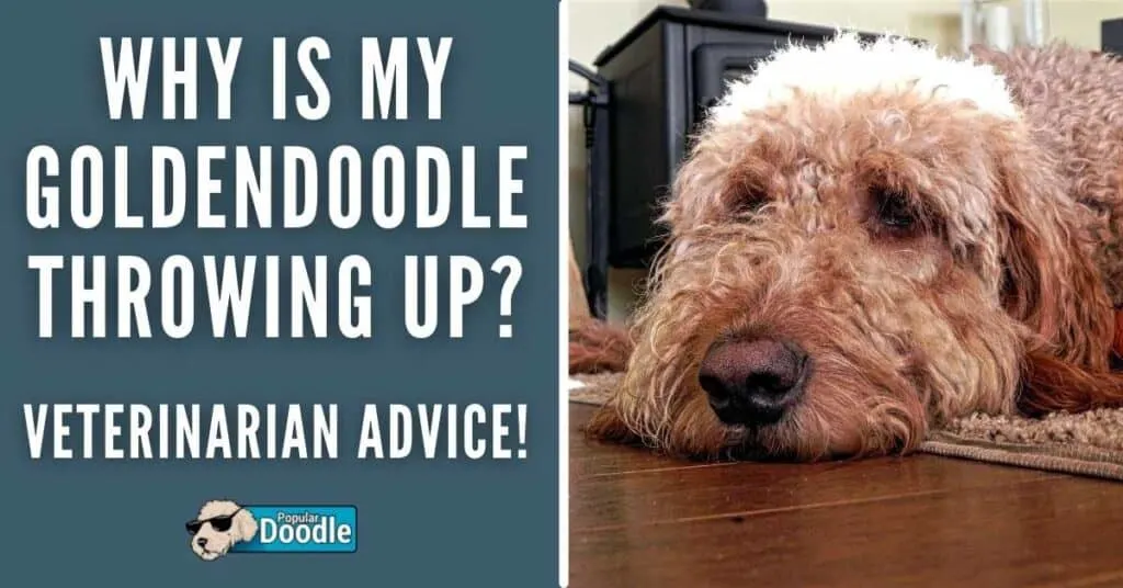 Why is My Goldendoodle Throwing Up? (Veterinarian Advice!)