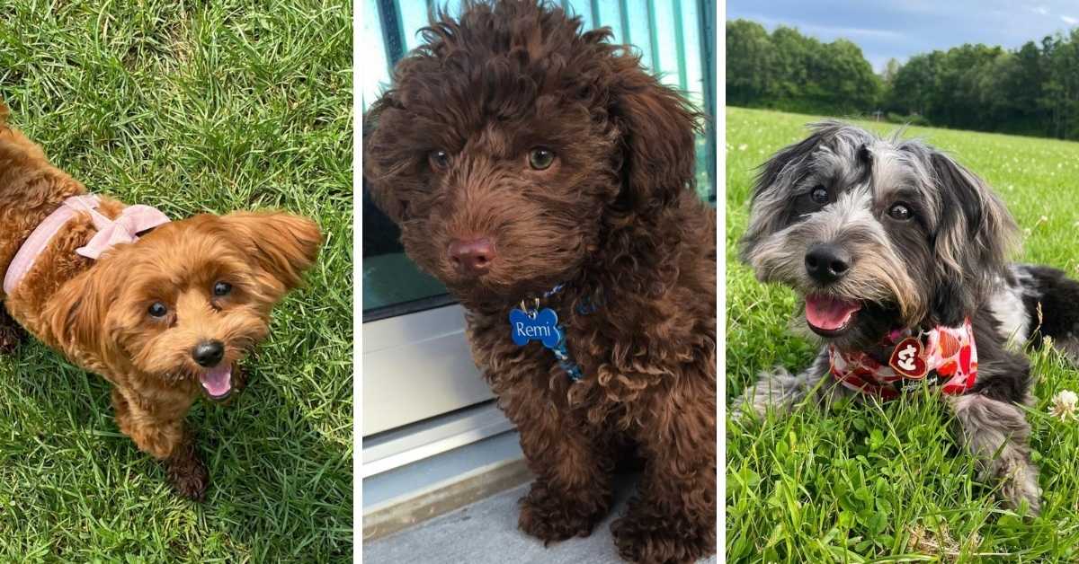 Types of Yorkiepoo Colors: Photo Gallery & Complete Guide
