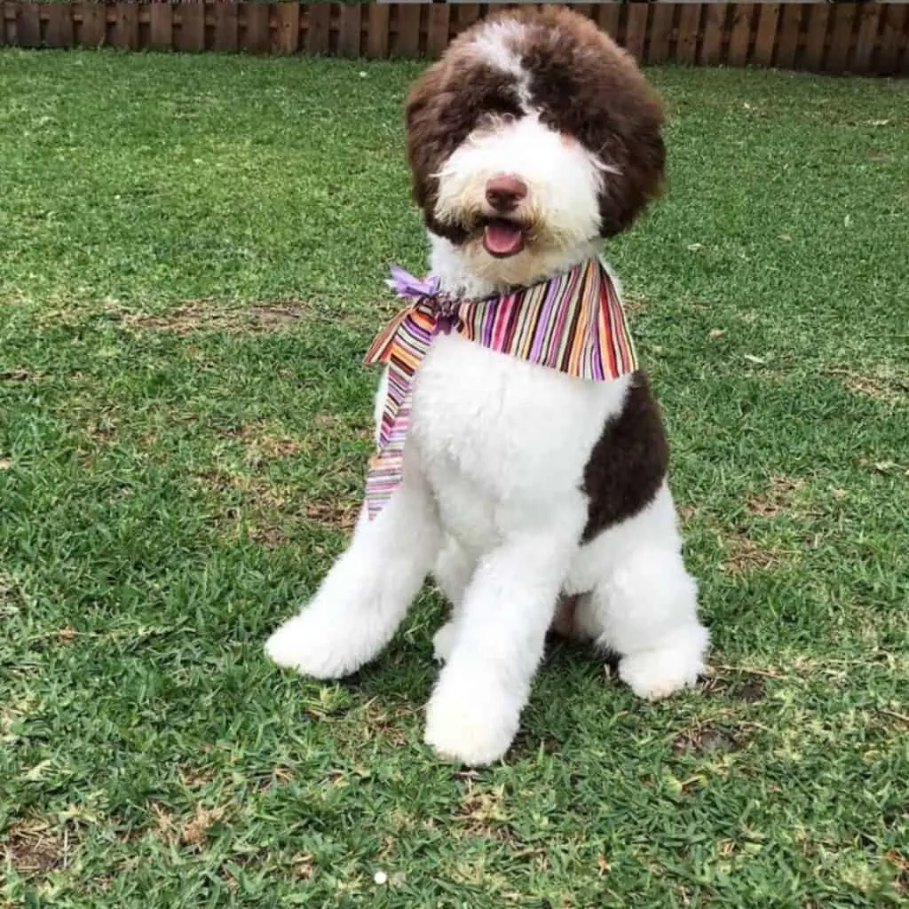 chocolate and white Labradoodle dog wearing a bandana