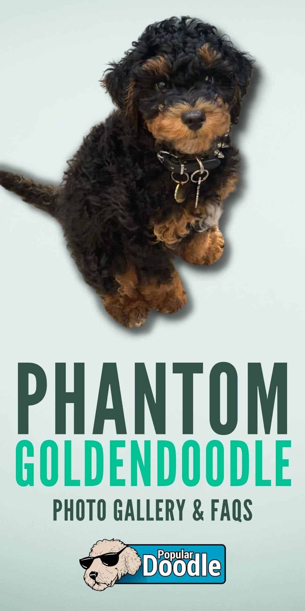 What is a Phantom Goldendoodle? [Photo Gallery & FAQs]