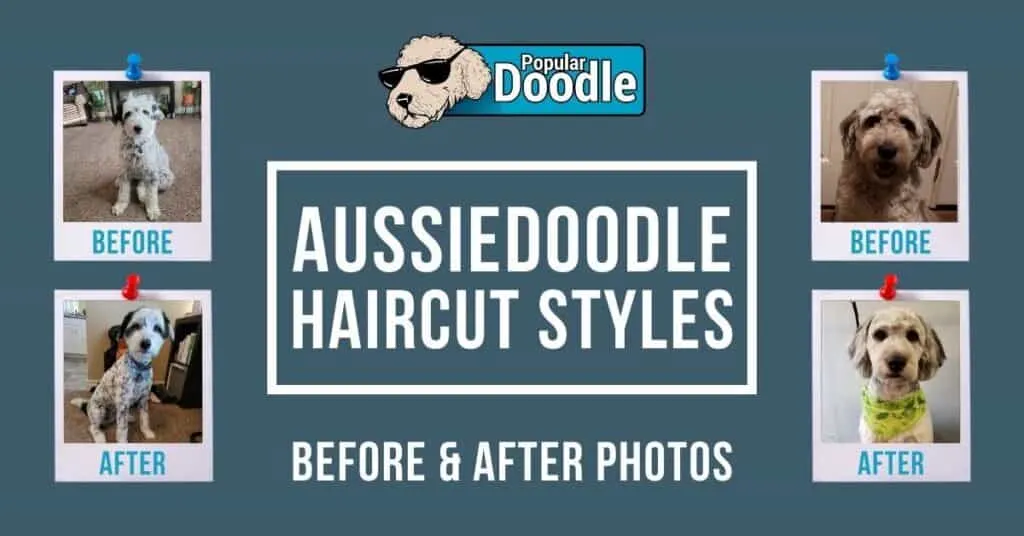 Aussiedoodle-Haircut-Styles