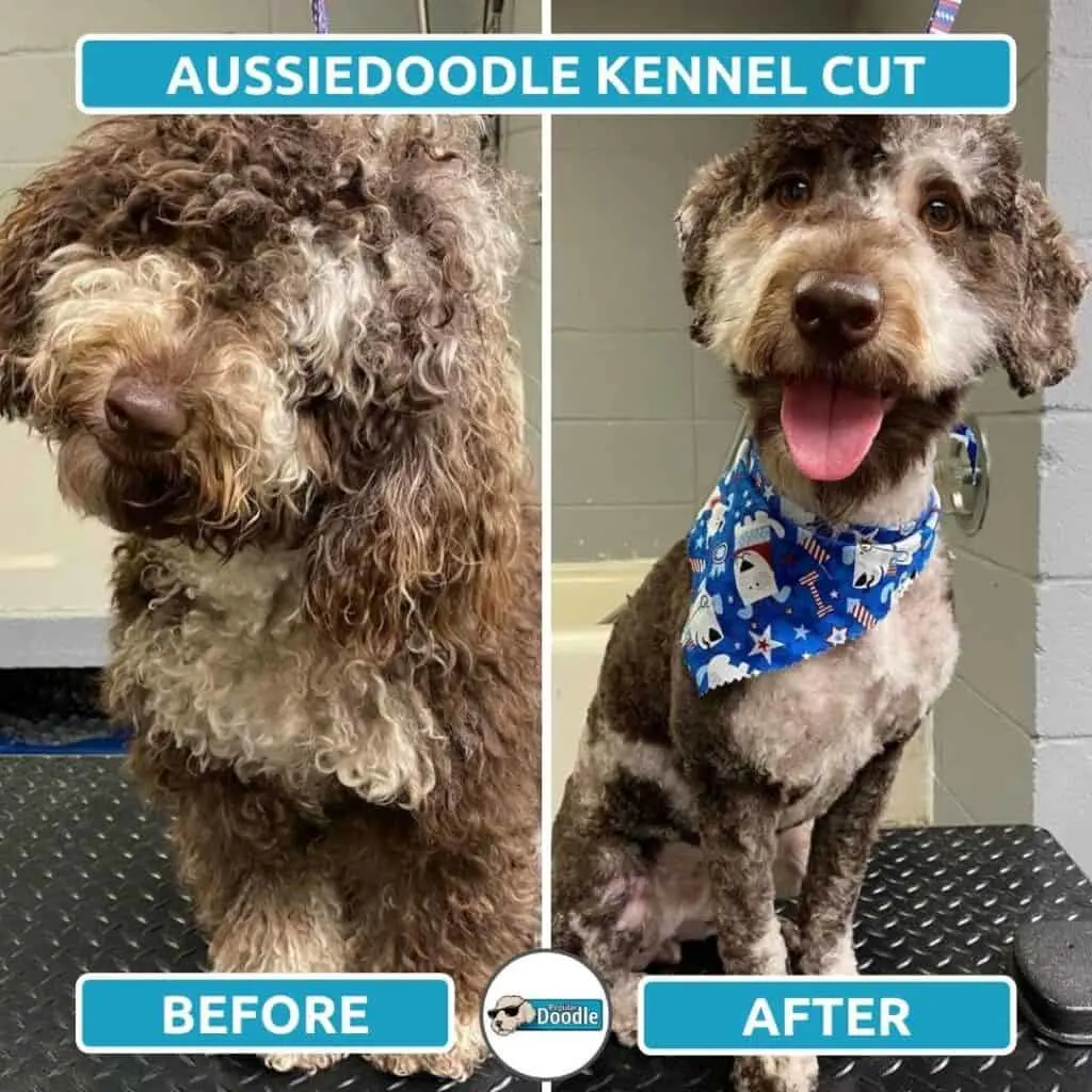 aussiedoodle kennel cut