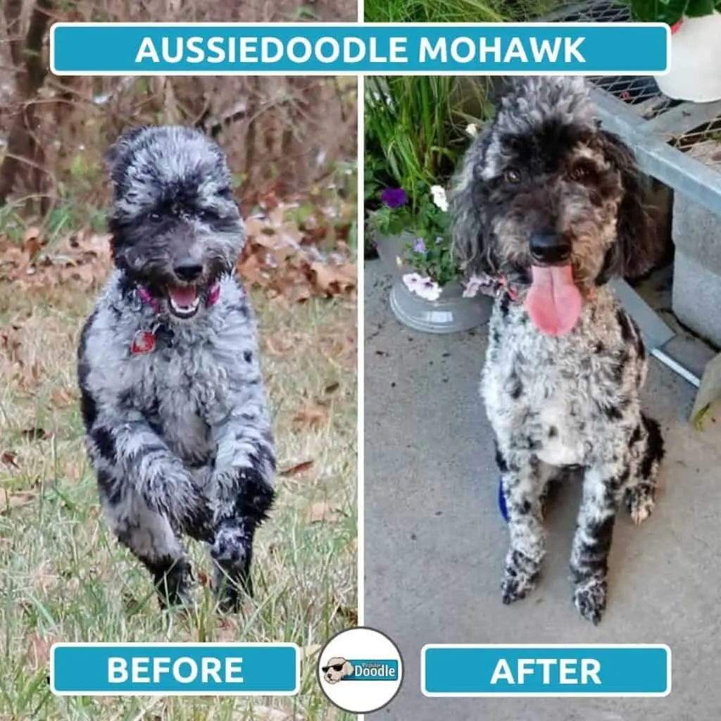 aussiedoodle mohawk