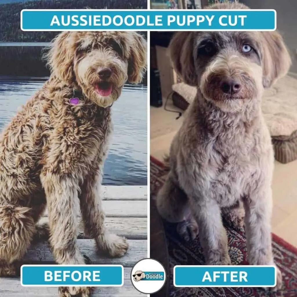 example of an aussiedoodle puppy cut