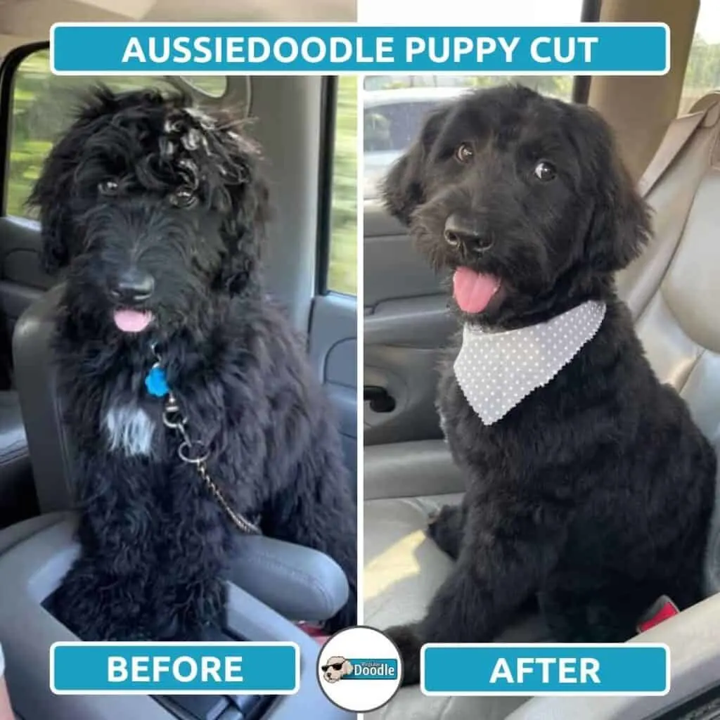 aussiedoodle puppy cut before and after photos