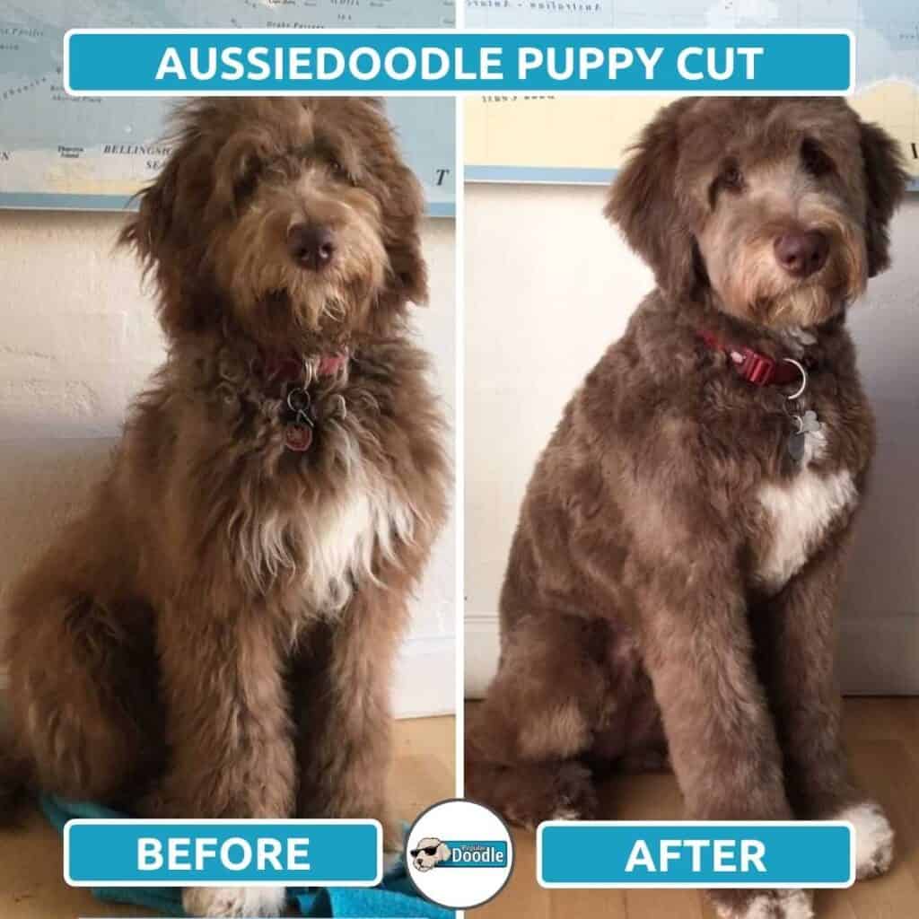 brown aussiedoodle puppy cut