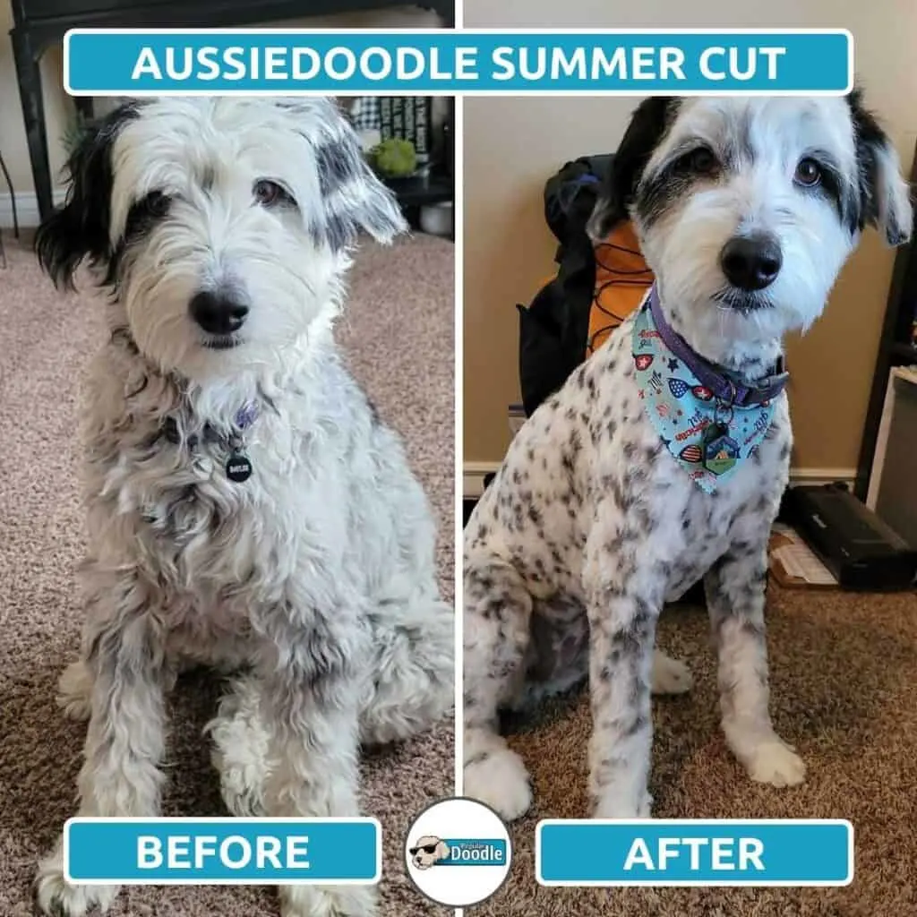 summer cut hairstyle on an aussiedoodle