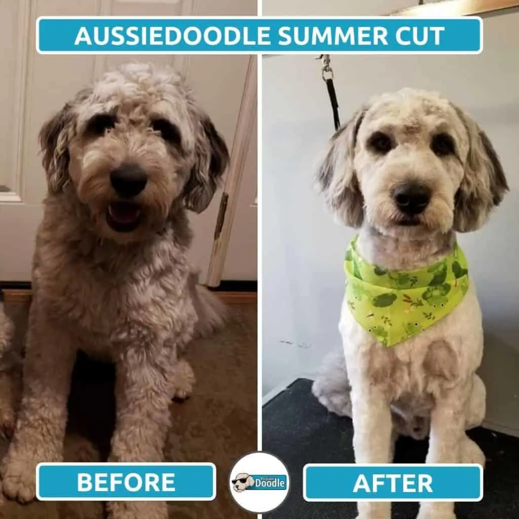 aussiedoodle summer cut