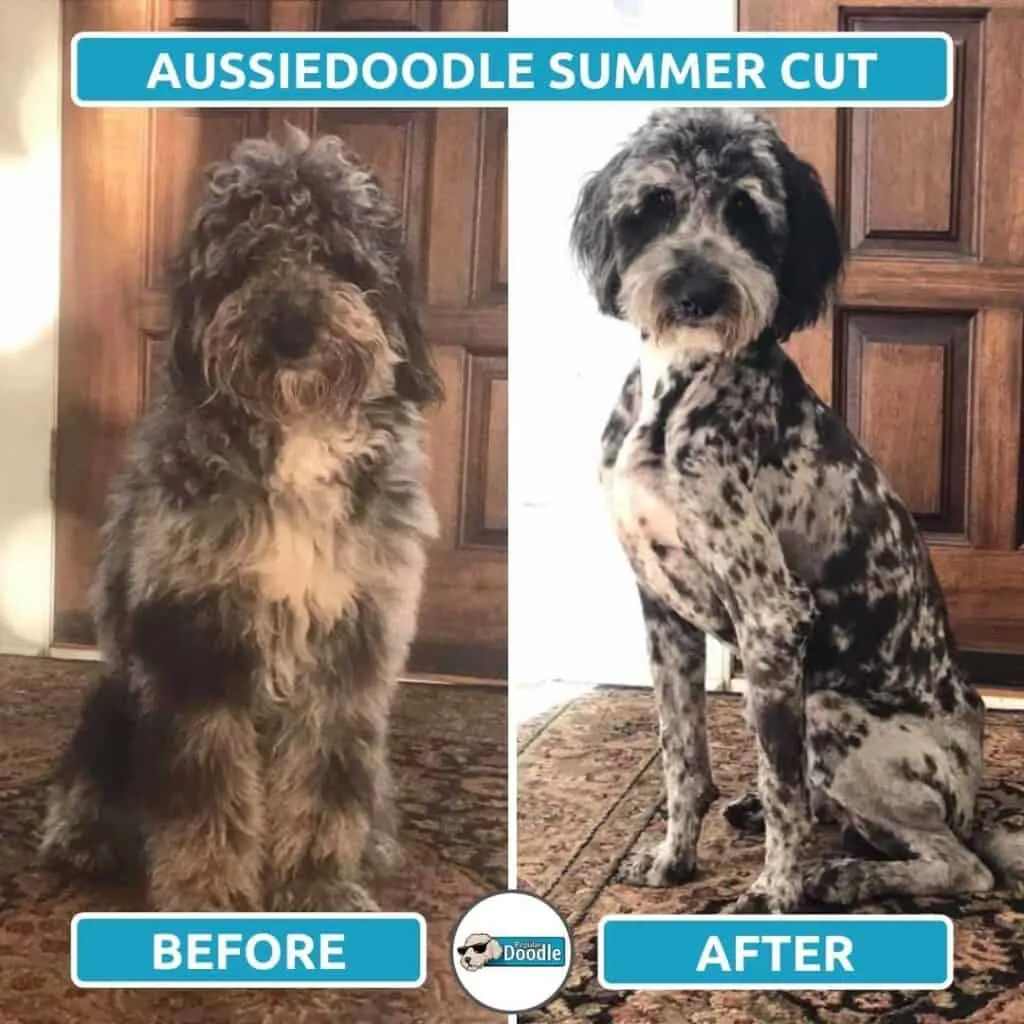 short aussiedoodle haircut