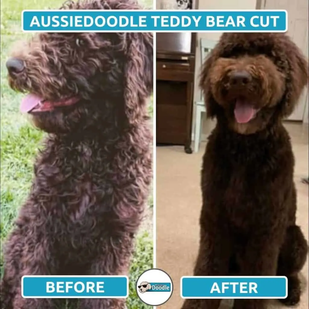 teddy bear haircut style on an aussiedoodle