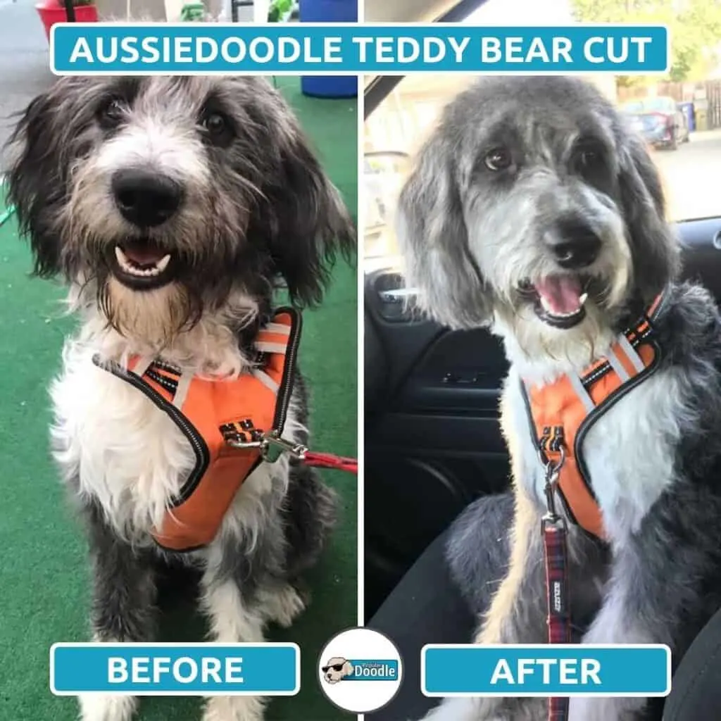 aussiedoodle teddy bear cut