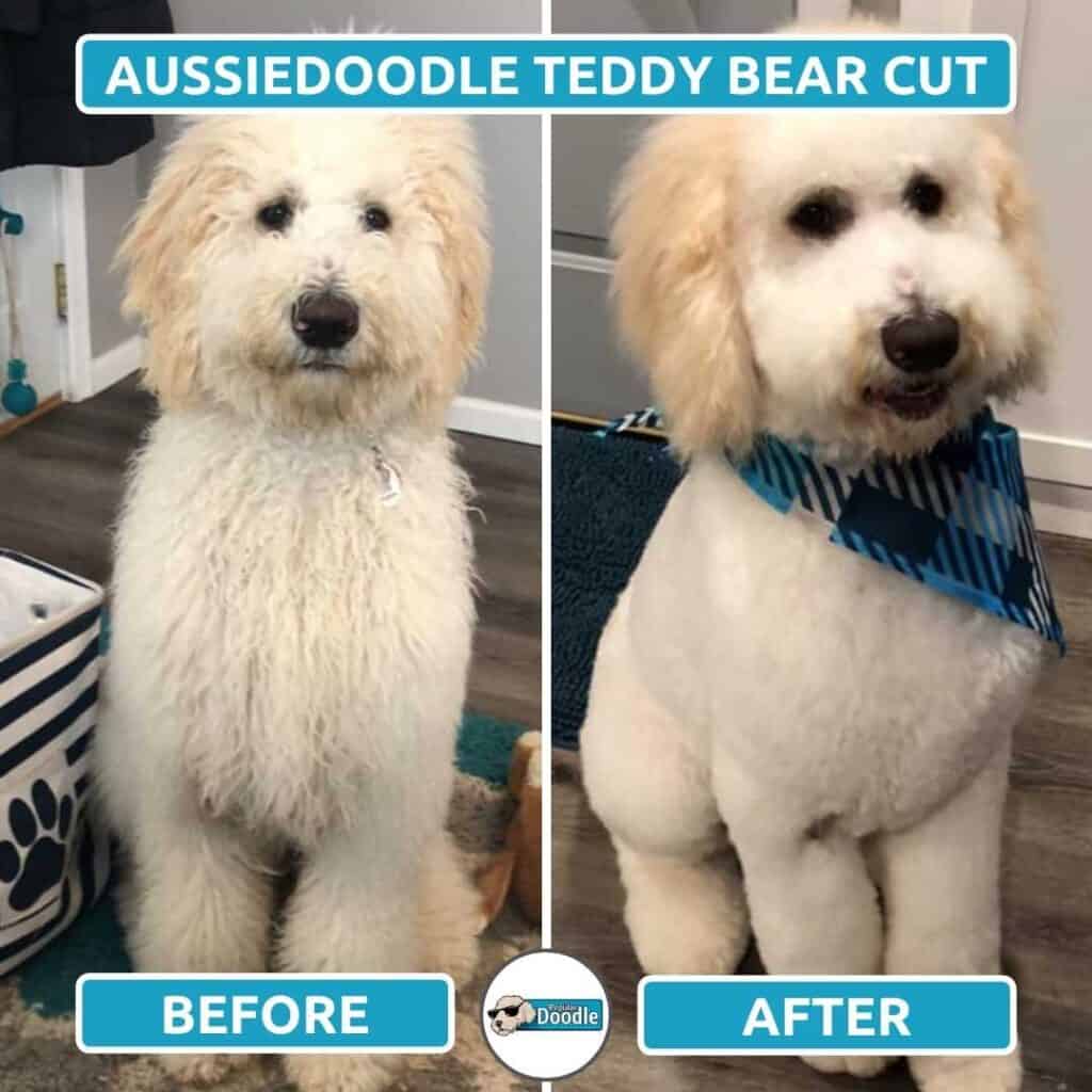 white aussiedoodle with a teddy bear cut
