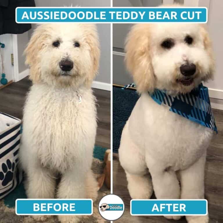 Aussiedoodle Haircut Styles Before & After Grooming Photos!