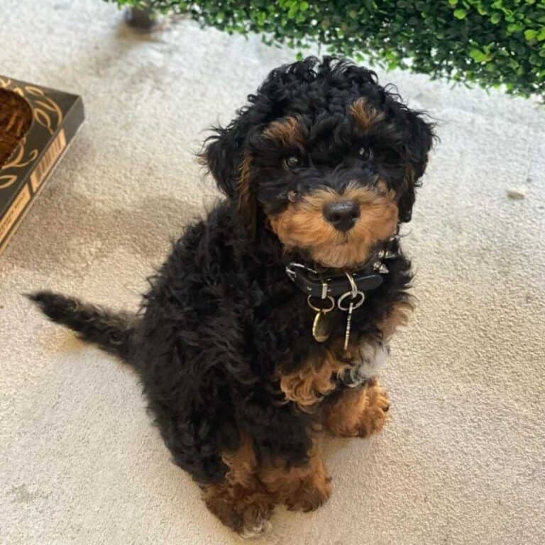 What is a Phantom Goldendoodle? [Photo Gallery & FAQs]