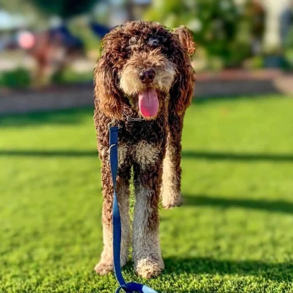 chocolate and cream goldendoodle