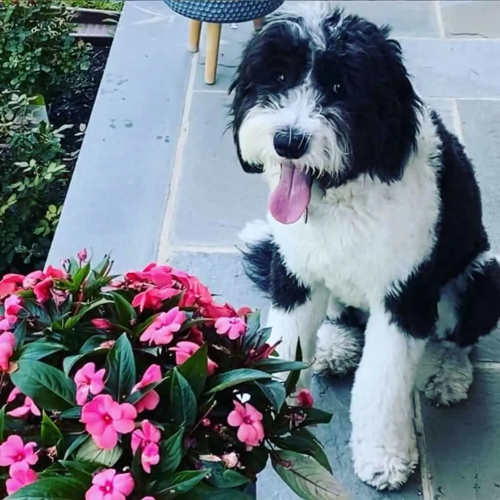 f1 sheepadoodle