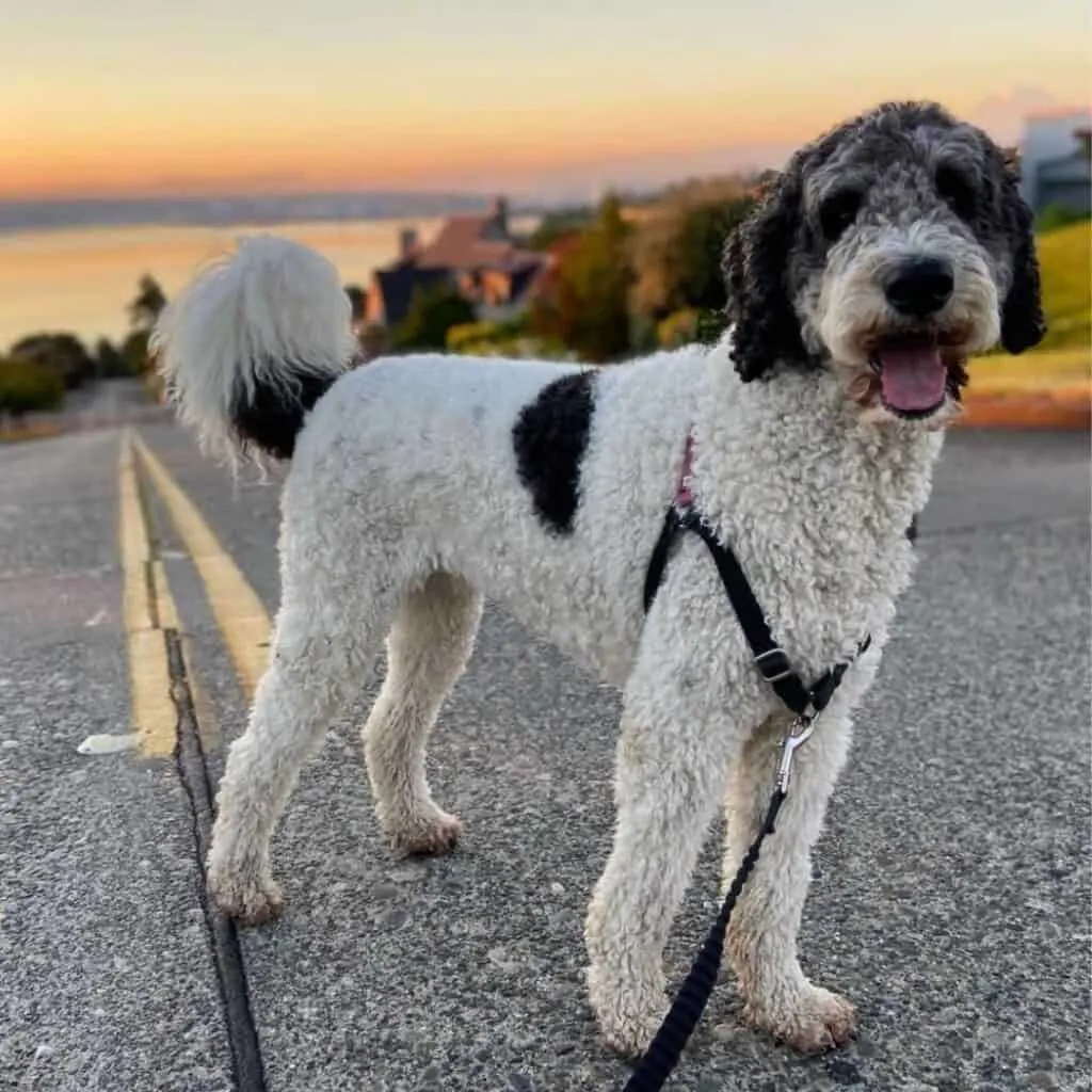 f1b sheepadoodle