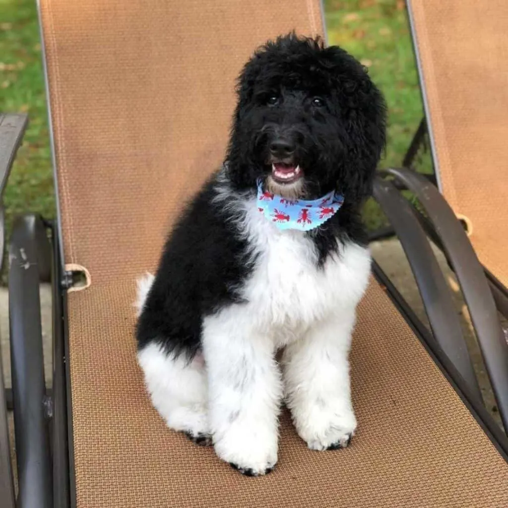 f1bb mini sheepadoodle